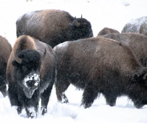 Yellowstone-bison-in-snow