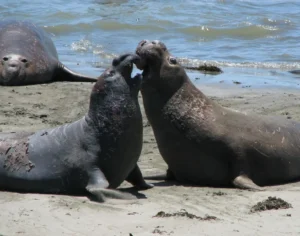 bull-elephant-seals-fighting